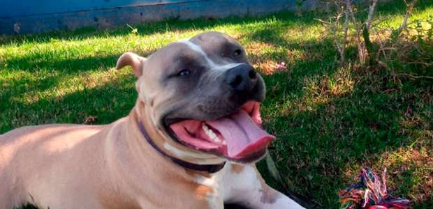 Estudo sueco diz que gostar de cachorros pode ser genético