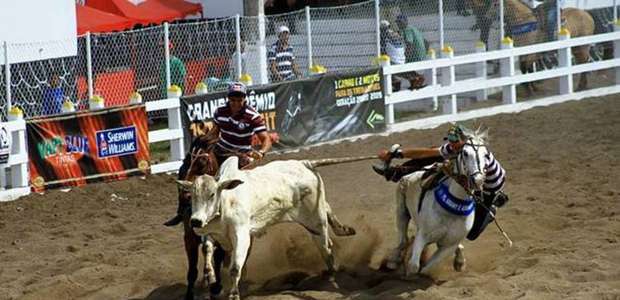 TJ anula leis por tratamento cruel a animais em rodeios