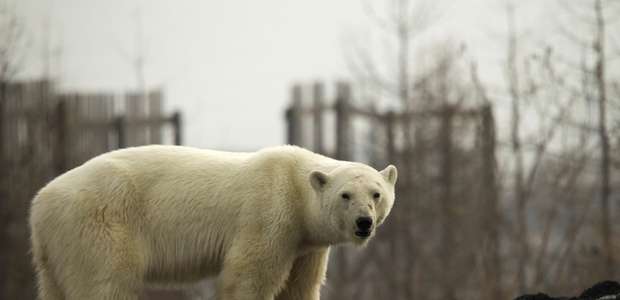 Ursa polar exausta vai parar em cidade do norte da Sibéria
