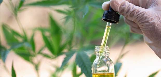 Maconha medicinal não tem autorização de venda ou pesquisa