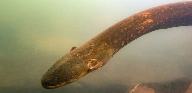 Nova espécie de peixe-elétrico descoberta na Amazônia ...