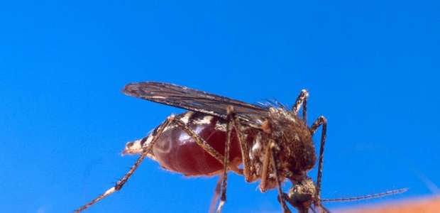 Casos de dengue crescem no Brasil; entenda como se proteger