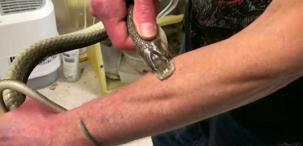 O homem que recebeu picadas de 200 cobras em nome da ciência