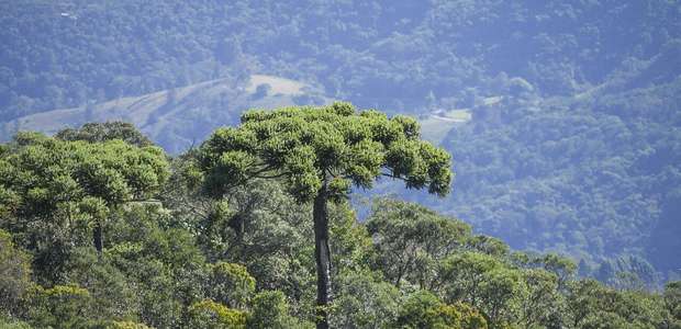 Araucária deve ser extinta em 2070, diz estudo