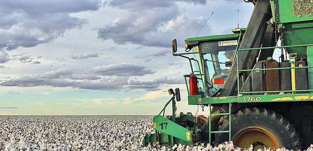 Vazio sanitário decreta fim da colheita de algodão na Bahia