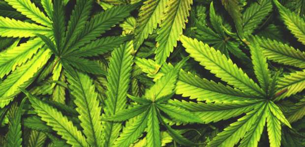 Estudo diz que maconha pode aumentar a vontade de se ...