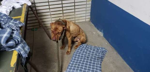 "Rinha" de cães é desmontada pela polícia do Paraná