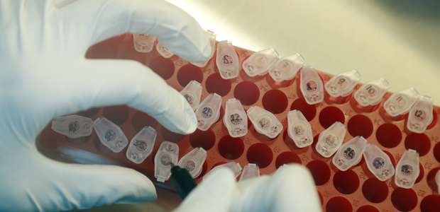 Rússia pode iniciar fase final de teste de vacina em agosto