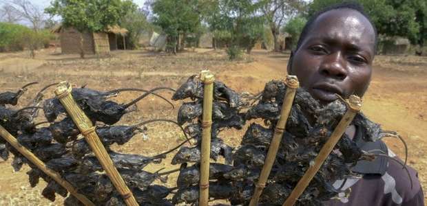 Consumo de rato ajuda população do Malauí a evitar a ...