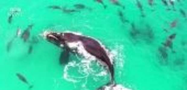Drone flagra baleia 'brincando' com grupo de golfinhos