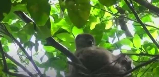 Carne de animal selvagem põe em risco lêmures de Madagascar