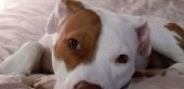 O cachorro surdo que aprendeu língua de sinais após ser rejeitado por 5 donos