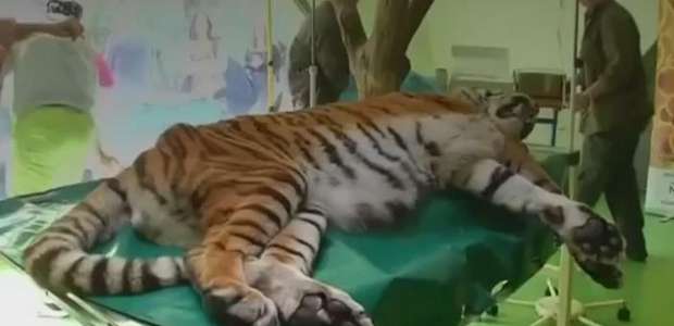Tigre recebe tratamento com células-tronco para aliviar dor
