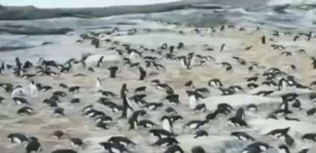 Pinguins da Antártida são estudados com o uso de 'timelapse'