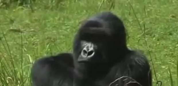 Cresce para mil a população de gorilas em risco de extinção