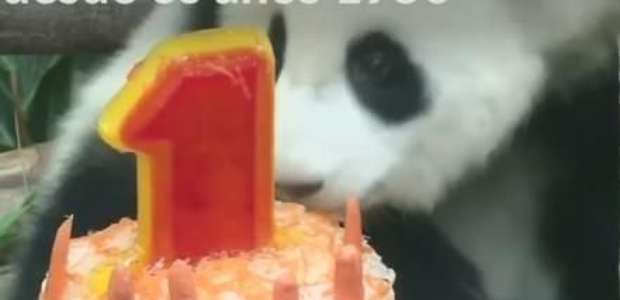 Filhote de panda ganha festa de aniversário na Malásia