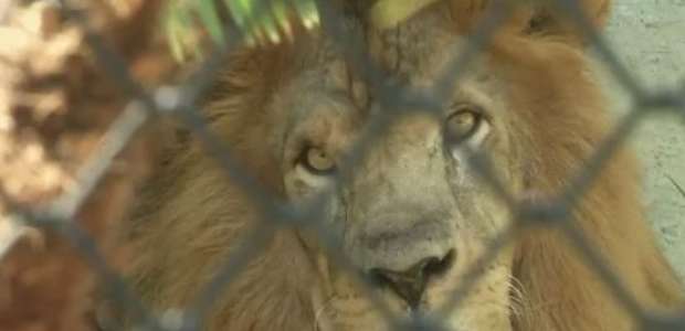 RJ: animais de zoo ganham picolés e ar-condicionado no verão