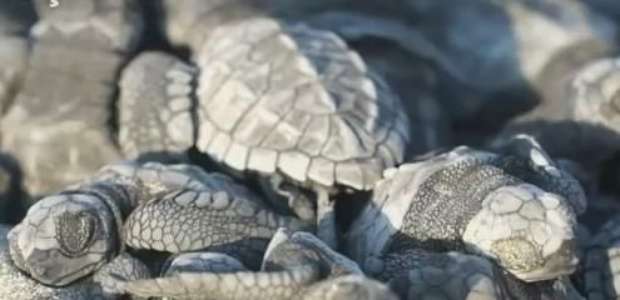Tartarugas ameaçadas eclodem inesperadamente no Equador