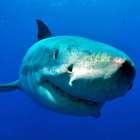 Cinegrafista captura imagem dentro da boca de um tubarão