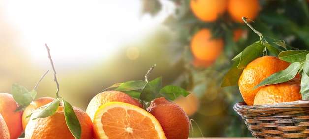 Previne a gripe e muito mais: consumir uma laranja por dia já faz diferença