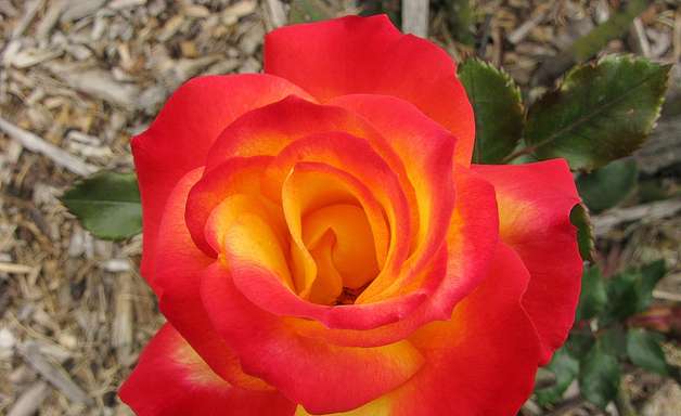 Jardim Botânico de Bogotá tem as rosas mais bonitas do mundo