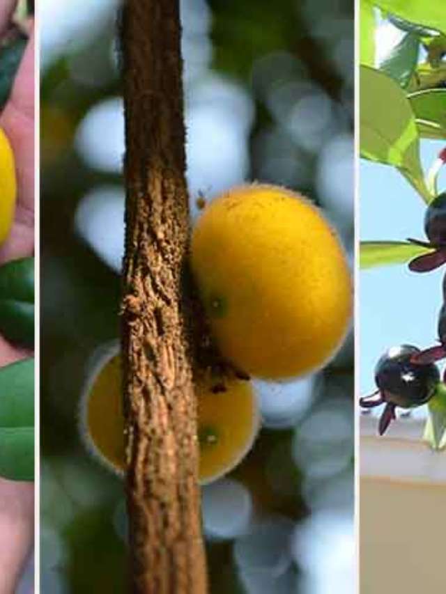 Suculência e frescor das frutas típicas da Mata Atlântica