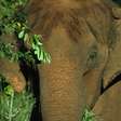 Elefanta de 52 anos morre por eutanásia após não conseguir levantar