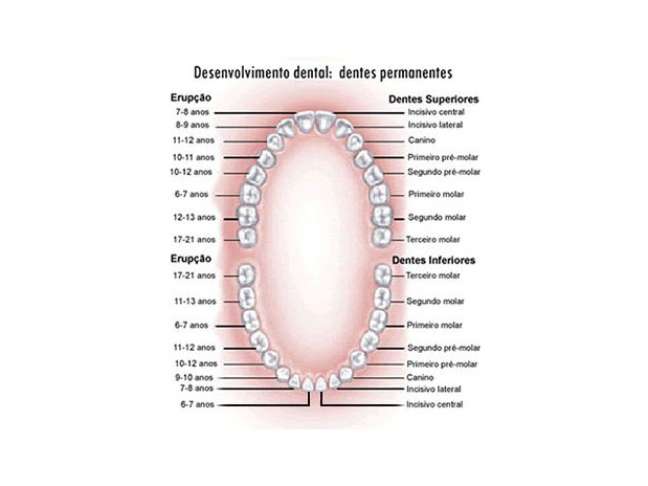 Entenda A Anatomia Dos Dentes