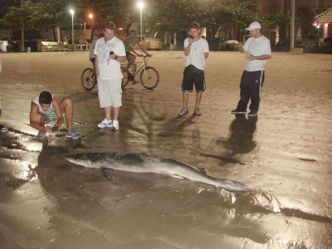 <p>Banhistas que caminhavam pela praia avistaram o animal e acionaram a Polícia Militar Ambiental</p>