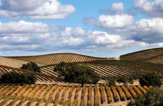 Uma das principais regiões produtoras de vinho do mundo, o Napa Valley atrai cada vez mais brasileiros em busca de vinhos de alta qualidade