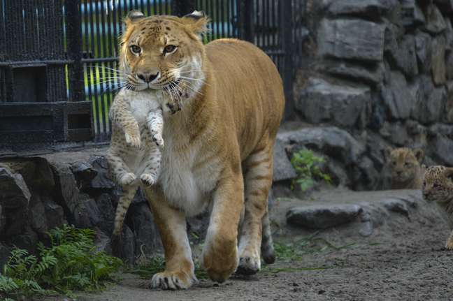 <p>Em setembro de 2012, o zoo já havia se tornado o primeiro lugar do mundo a dar origem a "leligres". Leia mais -</p>