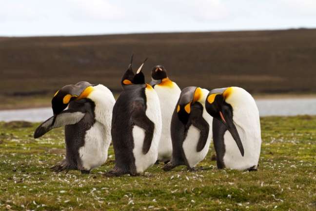Nas Ilhas Malvinas, turistas podem observar diferentes espécies de pinguins e outros animais marinhos