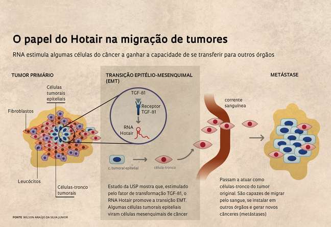 O papel do Hotair na migração de tumoresRNA estimula algumas células do câncer a ganhar a capacidade de se transferir para outros órgãos