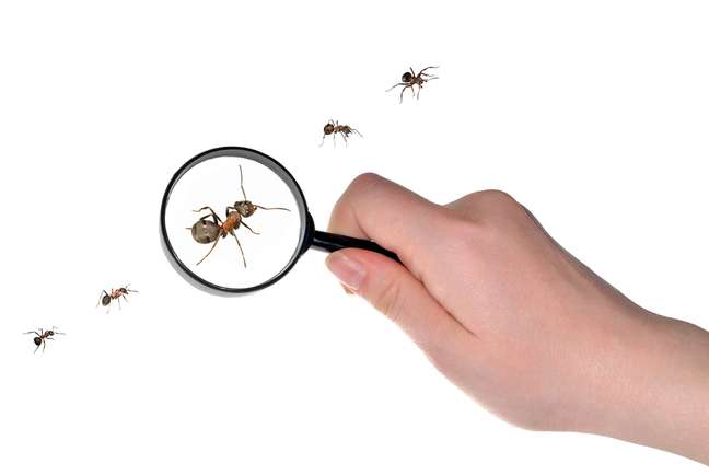 Das quase 13 mil espécies de formigas existentes na natureza, apenas 30 costumam invadir nossas casas