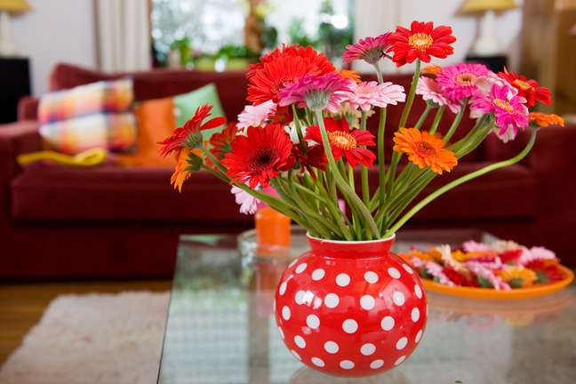 Antes de adquirir uma planta para decorar sua casa, é fundamental conhecer as características delas