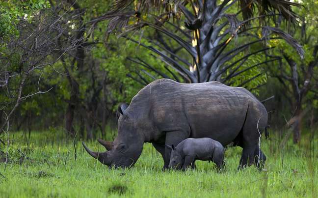 <p>A caça de rinocerontes por causa de seus chifres é um problema cada vez maior na África do Sul e um negócio lucrativo para grupos de crime organizado</p>