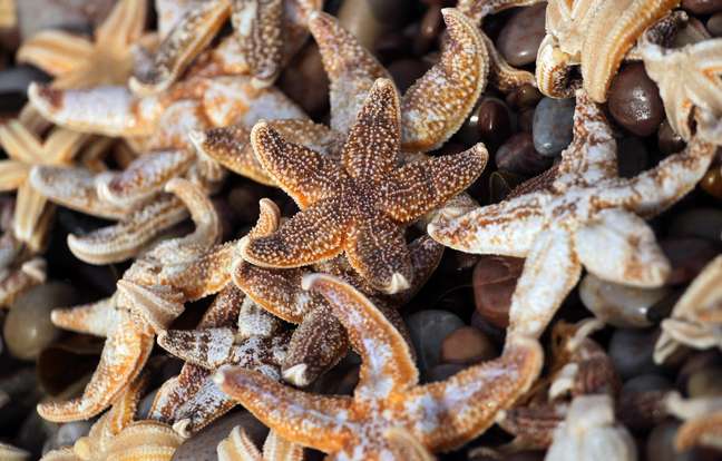 Estrelas-do-mar estão morrendo nos Estados Unidos, mas causa ainda é misteriosa