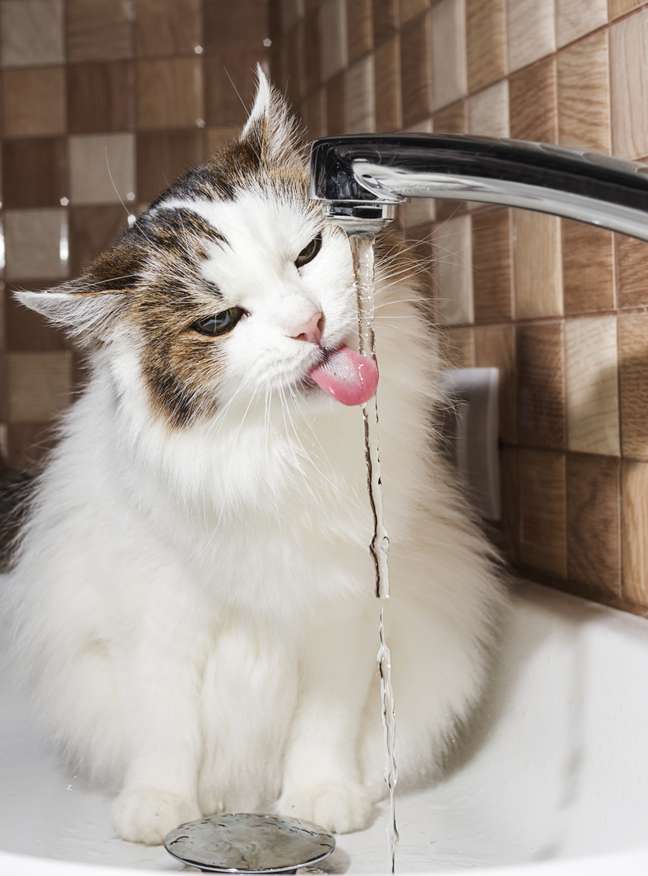 <p>&Eacute; preciso manter o gato sempre hidratado para evitar a SUF</p>