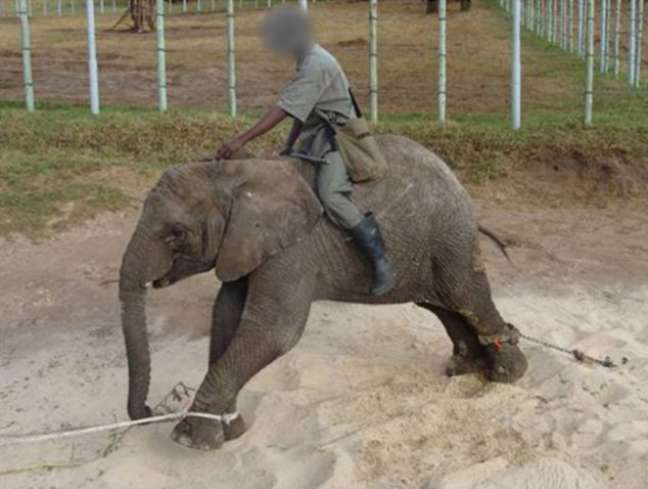 <p>Nas instalações do Knysna Elephant Park, um bebês elefante tem as patas acorrentadas e esticadas, durante uma sessão de tortura</p>