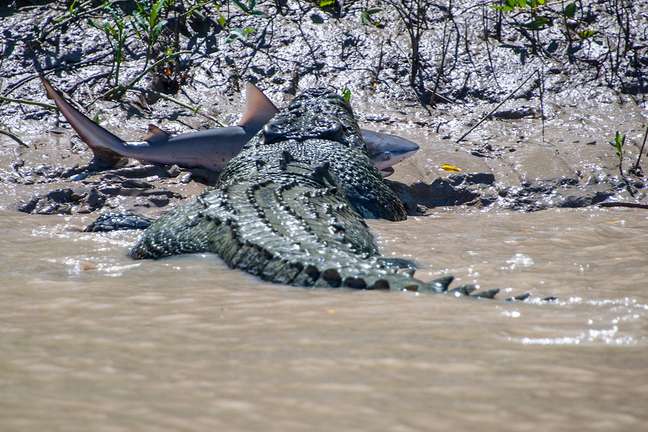 O crocodilo Brutus sacudia o animal dentro da água e, logo em seguida, foi para a terra com ele na boca