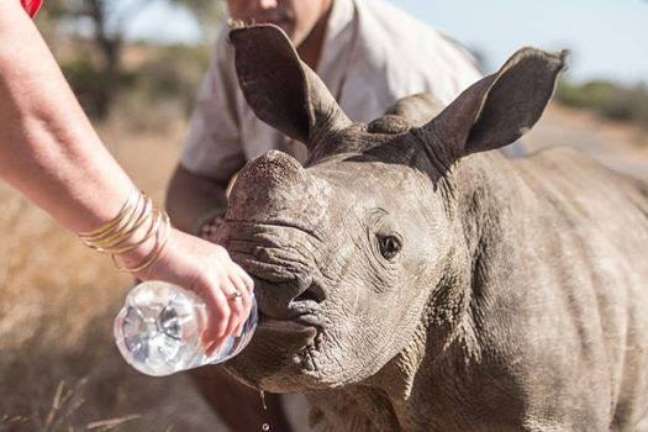 Pequeno rinoceronte estava desidratado 
