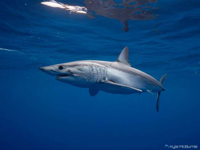 <p>O tubarão-mako estava próximo de um tubarão-martelo-liso quando foi feita a filmagem</p>