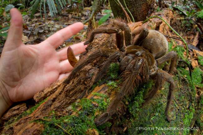 A aranha-golias chega a ter mais de 30 centímetros e tem comportamento violento