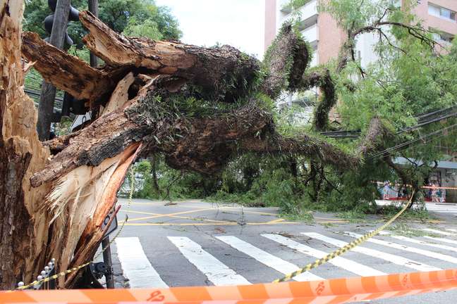<p>Árvore que caiu no cruzamento das ruas Cubatão e Eça de Queirós, na Vila Mariana (zona sul de SP), e destruiu fios da rede elétrica</p>