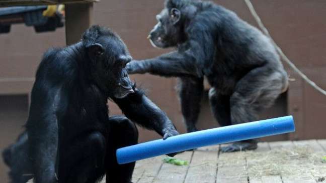 Além de não controlar fogo, chimpanzés também não teriam habilidades sociais para cozinhar