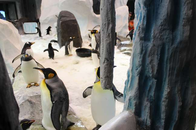 Pinguins ficam em área temática do SeaWorld