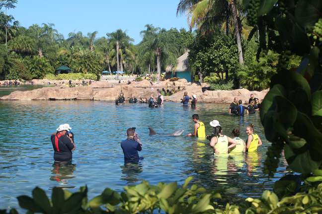 No Discovery Cove, turistas interagem com golfinhos
