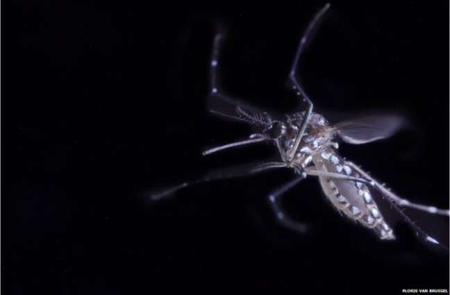 Os pesquisadores rastrearam o movimento de fêmeas de mosquito dentro de um túnel de vento   