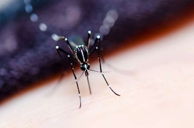 A Ecovec desenvolveu sistema capaz de monitorar o Aedes aegypti , ajudando na prevenção de doenças