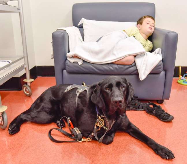 Labrador Mahe acompanhou James durante ressonância magnética em hospital